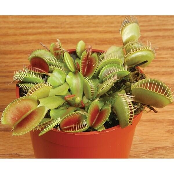 15 Seeds Venus Fly Trap Flowers Garden