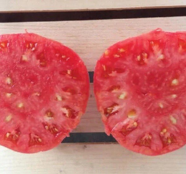 50 Seeds Slava Tomato Tomatoe Vegetable Edible Canning Flowers Garden