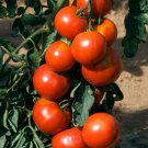 50 Seeds Solar Power Tomato Tomatoe Vegetable Edible Canning Flowers Garden