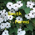 25 Seeds White Black Eyed Sn Vine Thunbergia Flowers Garden