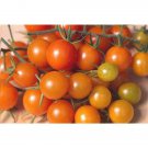 50 Seeds Golden Gem Tomato Juicy Tomatoe Vegetable Flowers Garden