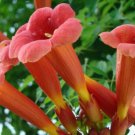 25 Seeds Orange Hummingbird Angel Trumpet Brugmansia Tropical Flowers Garden