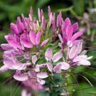 100 Seeds Spinosa Spider Clome Spinosa Perennial Butterfly Bee Flowers Garden