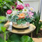 10 Seeds Mixed Color Bowl Lotus Premium Bonsai Set for Beautiful Water Flowers Garden