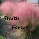 50 Seeds Pink Muhly Grass Muhlenbergia Capillaris Groundcover Landscaping Flowers Garden