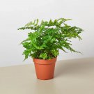 25 Seeds Austral Gem Fern Flowers Garden