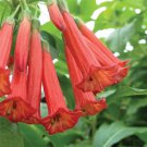 15 Seeds Iochroma Ashcott Red house Flowers Garden