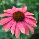 50 Seeds Watermelon Cone Echinacea Perennial 40 Flowers Garden