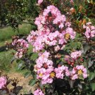 20 Seeds Rhapsody Cape Myrtle Tree Perennial Flowers Garden