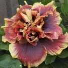 15 Seeds HibiscusCrown Jellyfish house Flowers Garden