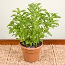 15 Seeds Sweetleaf Stevia Flowers Garden