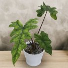 15 Seeds AlocasiaJacklyn Tree Flowers Garden
