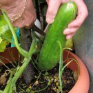 25 Seeds Tokiwa Tokyo Green Heirloom Cucumbers Vegetable Flowers Garden