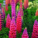 25 Seeds Pink Purple Orange Lupine Perennial 3 Flowers Garden