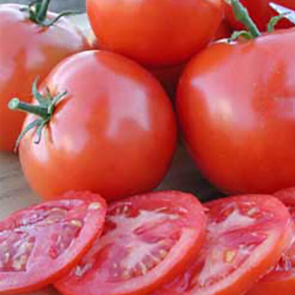 50 Seeds Oregon Spring Tomato Tomatoe Vegetable Edible Canning Flowers Garden