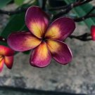 5 DSeeds Dark Purple Yellow Plumeria Flowers Garden