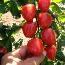 50 Seeds Amsterdam Tomato Heirloom Vegetable Tomatoe Edible Flowers Garden