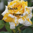 25 Seeds Sunburst Splendor Rose Rosa Flowers Garden