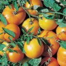 50 Seeds Yellow Belgium Tomato Tomatoe Vegetable Edible Canning Flowers Garden