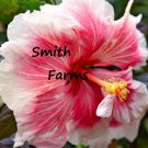 25 Seeds Red White Hibiscus Flowers Garden