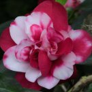 15 Seeds CamelliaPepperminthouse Flowers Garden