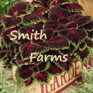 25 Seeds Coleus Kong Empire Flowers Garden