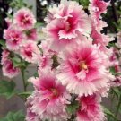 25 Seeds Pink White Hollyhock Perennial Giant 3 Flowers Garden