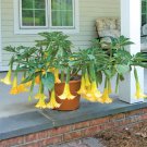 15 Seeds Angel s TrumpetAngel s Summer house Flowers Garden