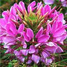 100 Seeds Mauve Queen Spider Clome Spinosa Perennial 8 Flowers Garden
