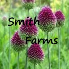 25 Seeds Drumstick Alliums Perennials Sphaerocephalon Floral Flowers Garden