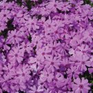 50 Seeds Fort Hill Phlox Perennial Butterfly 46 Flowers Garden