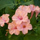 25 Seeds Salmon Four Oclock Perennial 46 Flowers Garden