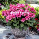 25 Seeds Pink Rose Mallow Flowers Garden