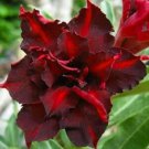 4 DSeeds Dark Red Desert Rose Adenium Perennial 6 Flowers Garden