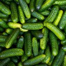 25 Seeds Gherkin Cucumbers Flowers Garden