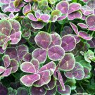 15 Seeds Dutch Clover house Flowers Garden