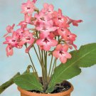 15 Seeds PrimroseSalmon house Flowers Garden