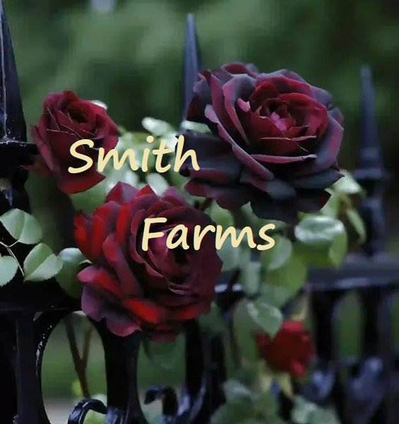 25 Seeds Black Baccara Rose Bush Shrub Landscaping Flowers Garden