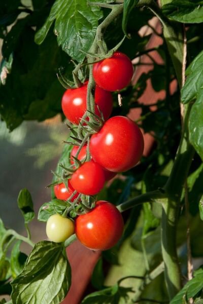 50 Seeds Sapho Tomato Tomatoe Vegetable Edible Canning Flowers Garden