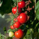 50 Seeds Sapho Tomato Tomatoe Vegetable Edible Canning Flowers Garden