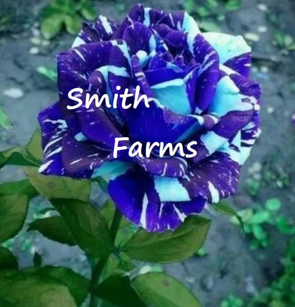 25 Seeds Two Tone Blue Rose Bush Shrub Landscaping Flowers Garden