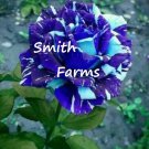 25 Seeds Two Tone Blue Rose Bush Shrub Landscaping Flowers Garden