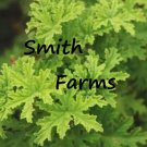 25 Seeds Citronella Very Hardy Flowers Garden