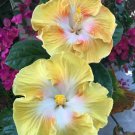 20 Seeds Light Yellow WhitePerennial Bloom 49 Flowers Garden