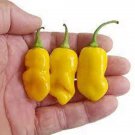 25 Seeds Datil Pepper Vegetables Flowers Garden
