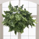 15 Seeds Fern MicrosorumDragon s Wing house Flowers Garden