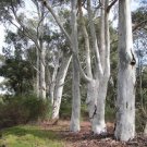 50 Seeds Red Spotted Eucalyptus Tree Perennial 346 Flowers Garden