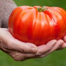 50 Seeds Bealls Gourmet Tomato Juicy Tomatoe Vegetable Flowers Garden