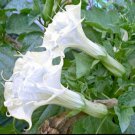 10 Seeds Pearl White Angel TrumpetBrugmansia Datura Flowers Garden