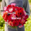 200 Seeds Mixed Shirley Poppy Flowers Garden